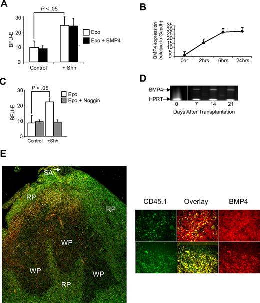 Figure 3. Treatment of bone marrow cells with Sonic Hedgehog induces stress BFU-E formation. (A) Bone marrow cells were preincubated overnight in Iscove modified Dulbecco medium plus 5% fetal calf serum supplemented with (+Shh) or without (Control) Sonic Hedgehog. Afterward, the cells were plated in methylcellulose media containing either Epo (3 U/mL) alone or Epo + BMP4 (15 ng/mL), and BFU-E were scored. (B) Real-time RT-PCR analysis of the expression of BMP4 by bone marrow cells cultured in the presence or absence of Shh. (C) Bone marrow cells were preincubated for 24 hours with Shh as described in panel A and then plated in methylcellulose media containing Epo or Epo + Noggin (200 μg/mL), and BFU-E were scored. (D) RT-PCR analysis of BMP4 expression in the spleen of WBB6F1 KitW/Wv recipient mice transplanted with CD45.1 donor bone marrow cells. The vertical white line between time 0 and 7 days has been inserted to indicate a repositioned gel lane. (E) Analysis of BMP4 expression by CD45.1+ donor cells in the spleen of KitW/Wv mice after bone marrow transplantation. (Left) BMP4 is shown in red and CD45.1 in green in a low power (original magnification ×20) analysis of BMP4 expression. Overlap between the 2 signals is shown in yellow. SA indicates splenic artery; RP, red pulp; and WP, white pulp. (Right) Spleen sections from additional mice at higher power (original magnification ×40). BMP4 is shown in red, CD45.1 in green, and the overlap in signals as yellow. All assays were done in triplicate and are representative of 2 independent experiments. Significant differences are indicated in the figure. Slides were viewed with an Olympus BX61Epi Fluorescence microscope (Olympus, Center Valley, PA) using a UPlanF1 lens at 40×/0.75 NA and Slow Fade Gold antifade agent (Invitrogen, Carlsbad, CA). Images were acquired using an Olympus DP71 camera (Olympus) and were processed with DP-BSW Basic software for the DP71 camera and Adobe Photoshop imaging software (Adobe, San Jose, CA).