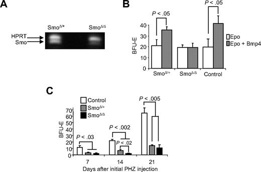 Figure 5. Mutation of the Hedgehog receptor Smoothened blocks the ability of bone marrow cells to generate new BMP4R cells in the spleen. (A) RT-PCR analysis of Smo expression in SmoΔ/+ and SmoΔ/Δ after poly(I)poly(C) treatment to delete the conditional allele. Hypoxanthine-guanine phosphoribosyl transferase expression is used as a loading control. (B) SmoΔ/+, SmoΔ/Δ, and control bone marrow cells were transplanted into WBB6F1 KitW/Wv recipient mice. Fourteen days after transplantation, cells were plated in methylcellulose media containing Epo or Epo + BMP4, and BFU-E were scored. Significant differences are indicated in the figure. At least 3 recipient mice were analyzed for each donor cell genotype. (C) SmoΔ/+, SmoΔ/Δ, and control mice were treated with PHZ to induce acute anemia and allowed to recover for 7 days. The mice were challenged with PHZ a second time on the indicated days after the initial treatment. At 36 hours after the second treatment, spleen cells were isolated and plated in methylcellulose media containing Epo alone, and BFU-E were scored. Significant differences are indicated in the figure. At least 3 mice per genotype were analyzed at each time point.