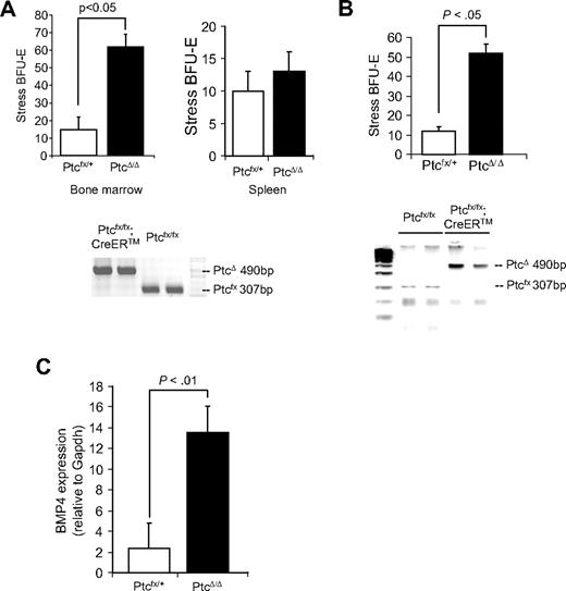 Figure 6. Mutation of Ptc induces stress BFU-E formation in the bone marrow in vivo and in vitro. (A, top) Bone marrow or spleen cells as indicated were isolated from PtcΔ/+ and PtcΔ/Δ mice and plated in methylcellulose media containing Epo alone, and BFU-E were scored. (A, bottom) PCR analysis of Ptc deletion by 4-hydroxytamoxifen. (B) Bone marrow cells were isolated from Ptcfloxed/+ and Ptcfloxed/floxed;CreER, and deletion of Ptc was induced in vitro by incubating the cells overnight with 4-hydroxytamoxifen. (Top) The cells were washed and plated in methylcellulose media containing Epo alone, and BFU-E were scored. (bottom) PCR analysis of Ptc deletion by 4-hydroxytamoxifen. (C) Real-time RT-PCR analysis of BMP4 expression by in vitro deleted PtcΔ/+ and PtcΔ/Δ bone marrow cells. Significant differences are indicated in the figure. All assays were done in triplicate and are representative of 2 independent experiments.