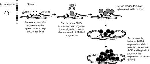 Figure 7. Model for the role of Hedgehog in the recovery of the BMP4-dependent stress erythropoiesis pathway in the spleen.