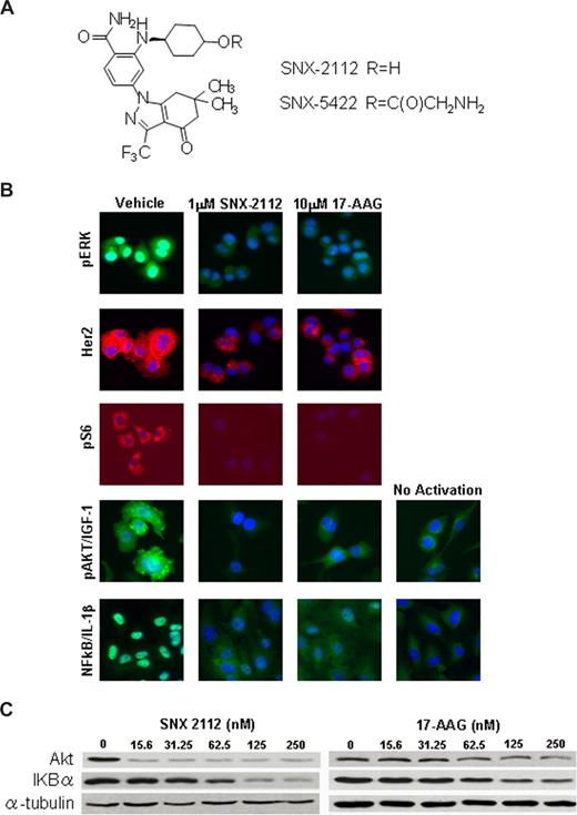 Figure 1. SNX-2112 targets degradation of Hsp90 client protein. (A) The formal chemical structure of SNX-2112 and SNX-5422. (B) High content analysis images of various Hsp90 client proteins and phosphorylated proteins regulated by Hsp90 clients. Levels of p-ERK and Her2 were measured concurrently in proliferating AU565 cells using species specific fluorescein isothiocyanate- and tetramethylrhodamine isothiocyanate-conjugated secondary antibodies, and images from each treatment condition are from identical cells. Exposure times for each channel were identical for all 3 treatment conditions to allow for direct comparison of staining intensities between treatment conditions. Levels of p-S6 were also measured concurrently in treated A375 cells. Levels of p-Akt were measured in serum-starved A375 cells activated with 100 ng/mL of IGF-1 after 24 hours of compound treatment. For measuring NF-κB translocation, HUVECs were activated with 1 ng/mL of IL-1β for 30 minutes after a 24-hour compound treatment, and nuclear staining intensity was quantified by segmenting individual nuclei based on Hoechst staining. For all images shown, individual cells were identified by Hoescht blue staining of nuclei. (C) Hsp90 client assay in MM cells. MM.1S cell were treated with SNX-2112 or 17-AAG for 24 hours at indicated dose, and the levels of Akt and IKBα protein were evaluated by Western blotting.