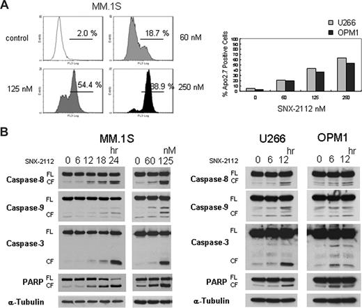 Figure 3. SNX-2112 induces apoptosis in MM cells. (A) MM.1S, U266, and OPM1 cells were cultured for 48 hours with SNX-2112 at indicated doses. Apoptosis was determined by flow-cytometric analysis for Apo2.7 staining. (B) MM.1S, U266, and OPM1 cells were cultured with SNX-2112 (125 nM) for the indicated times, and with SNX-2112 for 24 hours at the indicated doses. Cell lysates were analyzed by Western blotting. FL indicates full-length; CF, cleaved form.