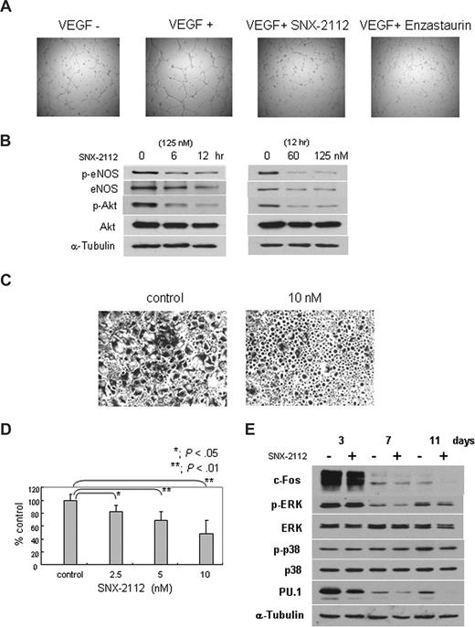 Figure 5. SNX-2112 acts in the BM microenvironment to inhibit angiogenesis and osteoclastogenesis. (A) HUVECs were cultured with or without 125 nM SNX-2112 for 12 hours, and tube formation was assessed using microscopy. VEGF free medium and protein kinase C inhibitor enzaustaurin were used as a negative or positive control for growth inhibition (original magnification ×4). (B) HUVECs were cultured with SNX-2112 (125 nM) for indicated times (left panel) and cultured for 12 hours with indicated doses of SNX-2112 (right panel). Cell lysates were analyzed by immunoblotting. (C,D) Osteoclastogenesis was determined by TRAP assay. PBMNCs were cultured for 3 weeks in the presence of 50 ng/mL of M-CSF and RANKL, with or without SNX-2112. SNX-2112 decreased multinucleated TRAP-positive cells (P < .01). Images were obtained using a Leica DMIL microscope equipped with a 4×, 10×/0.22, and 40×/0.60 numeric aperture objective lens (Leica Microsystems, Wetzlar, Germany) and acquired through IM50 software (Leica Microsystems Imaging Solutions, Cambridge, United Kingdom). Original magnification ×4. (E) PBMNCs were cultured with M-CSF and RANKL for the indicated days, in the presence or absence of 10 nM of SNX-2112. Cell lysates were analyzed by Western blotting.