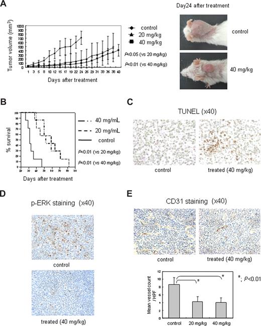 Figure 6. SNX-5422 inhibits human MM cell growth and angiogenesis in vivo. (A) SNX-5422 significantly inhibits MM tumor growth compared with controls: control (♦), 20 mg/kg (▴), and 40 mg/kg (■) SNX-5422 (n = 7); control versus 20 mg/kg (P < .05); and control versus 40 mg/kg (P < .01). Error bars represent mean plus or minus SD. (B) In Kaplan-Meier curve and log-rank analysis, SNX-5422 markedly prolongs overall survival of treated groups compared with the control group (P < .01). (C) SNX-5422 significantly induces MM cell apoptosis in treated mice (40 mg/kg) compared with control mice, evidenced by TUNEL assay. (D) SNX-5422 significantly inhibits p-ERK in treated mice (40 mg/kg), evidenced by immunohistochemical analysis of p-ERK staining. (E) Effect of SNX-5422 on MVD in tumors. MVD was evaluated by immunohistochemical analysis for CD31 expression. Inhibition of blood vessel formation was observed in SNX-5422-treated mice compared with control mice (P < .01). Blood vessels (mean ± SD of 5 separate HPFs) were enumerated at ×40. Images in panels C-E were obtained using a Leica DMIL microscope equipped with a 4×, 10×/0.22, and 40×/0.60 numeric aperture objective lens and acquired through IM50 software. Original magnification ×40.