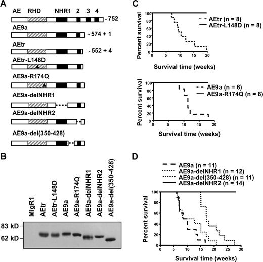 Figure 1. Characterization of AE9a in leukemogenesis. (A) The structure of the AE, AEtr, AEtr-L148D, AE9a, AE9a-R174Q, AE9a-delNHR1, AE9a-delNHR2, and AE9a-del(350-428). Triangles point to the location of 2 mutations in the RHD domain. (B) The expression of different AE mutant proteins. (C) The Kaplan-Meier survival curves of mice transplanted with hematopoietic cells expressing AEtr and AEtr-L148D (top panel) or AE9a and AE9a-R174Q (bottom panel). (D) Kaplan-Meier survival curves of mice transplanted with hematopoietic cells expressing AE9a or its mutant forms. At least 2 independent sets of experiments were performed with each group of transplantations.