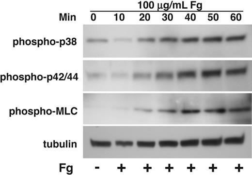 Figure 3. Kinetics of activation of p38, ERK, and MLC in platelets spreading on fibrinogen. Washed platelets at a concentration of 4 × 107/mL were incubated with 500 μM aspirin and 50 μM P2Y12 inhibitor, 2MeSAMP for 5 minutes at 37°C. Platelets were added to polystyrene dishes coated with 100 μg/mL fibrinogen to induce adhesion and spreading at 37°C for indicated times or kept in suspension. Dishes were rinsed to remove nonadherent platelets, and platelets were solubilized as described in “Immunoblot detection of p38, ERK, and MLC phosphorylation in platelets.” Activation of p38, ERK, and MLC were analyzed by Western blot analysis using phospho-specific antibodies against phosphorylated Thr180/Tyr182 (p38), Thr-202/Tyr204 (ERK), and Thr18/Ser19 (MLC) (Cell Signaling Technologies). Monoclonal antibody against tubulin was used to verify equal loading.