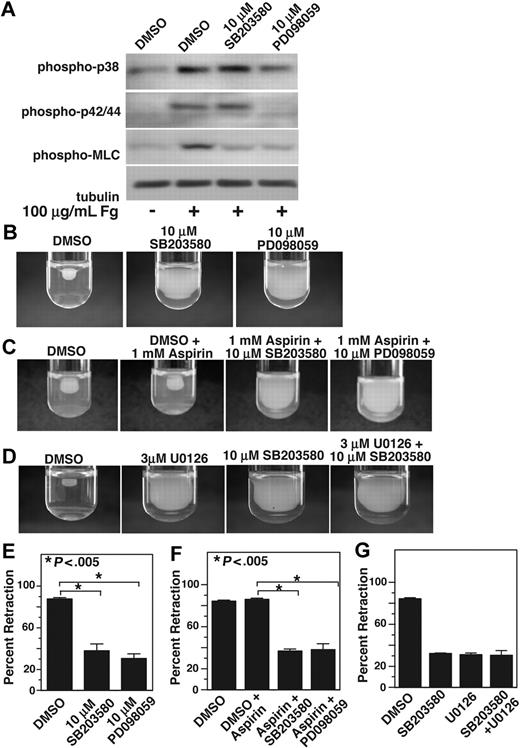 Figure 4. p38 and MEK inhibitors inhibit MLC phosphorylation and clot retraction. (A) Washed platelets at a concentration of 4 × 107/mL were preincubated with 500 μM aspirin and with 50 μM P2Y12 inhibitor, 2MeSAMP for 5 minutes at 37°C. Platelets were also pretreated with either 10 μM SB203580, 10 μM PD98059, or equal volume DMSO for 30 minutes at 25°C and added to polystyrene dishes coated with 100 μg/mL fibrinogen to induce adhesion and spreading at 37°C for 60 minutes, or kept in suspension. After washing to remove nonadherent platelets, adherent platelets or control platelets were solubilized as described in “Immunoblot detection of p38, ERK, and MLC phosphorylation in platelets.” Phosphorylation of p38, ERK, and MLC were analyzed by Western blot analysis using specific antibodies against phosphorylated p38, ERK, and MLC. A monoclonal antibody against tubulin was used to verify equal loading. (B,C) Platelet-rich plasma was anticoagulated with 0.38% sodium citrate and preincubated with (C) or without (B) 1 mM aspirin for 5 minutes at 25°C and with p38 and MEK inhibitor as indicated. Coagulation was induced with 0.2 U/mL thrombin, and clots were allowed to retract at 37°C and photographed. (D) Platelet-rich plasma was preincubated with either vehicle control, 10 μM SB203580, 3 μM U0126, or both inhibitors. Coagulation was induced with 0.2 U/mL thrombin, and clots were allowed to retract at 37°C and photographed. (E-G) Two-dimensional retraction of clots in panels B through D were measured using NIH ImageJ and expressed as percent retraction (mean ± SD). Statistical significance was determined using a Student t test.