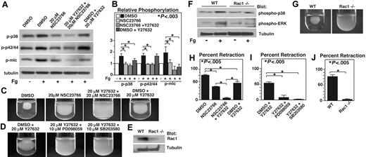 Figure 5. The effects of Rac1 inhibition and ROCK inhibition on p38, ERK, and MLC phosphorylation and clot retraction. (A)Washed platelets were pretreated with either 20 μM NSC23766, 20 μM ROCK inhibitor, Y27632, both NSC23766 and Y27632, or the appropriate vehicle control for 30 minutes at 25°C. Platelets were added to polystyrene dishes coated with 100 μg/mL fibrinogen to induce adhesion and spreading at 37°C for 60 minutes or kept in suspension. After washing, adherent platelets or control platelets were solubilized as described in “Immunoblot detection of p38, ERK, and MLC phosphorylation platelets.” Phosphorylation of p38, ERK, and MLC were analyzed by Western blot analysis using specific antibodies against phosphorylated p38, ERK, and MLC. A monoclonal antibody against tubulin was used to verify equal loading. (B) Densitometry measurements from results in panel A. Values were normalized with respect to resting control for each immunoblot and are expressed as relative phosphorylation (mean ± SD from 3 separate experiments). Statistical significance was determined using Student t test. (C,D) Citrated PRP was preincubated with inhibitors for 30 minutes as indicated. Coagulation was induced with 0.2 U/mL thrombin, and clots were allowed to retract at 37°C and photographed. (E) Washed platelets from wild-type and Rac1 knockout mice were solubilized, and expression of Rac1 was analyzed by immunoblot with monoclonal antibody against Rac1 (Sigma-Aldrich). (F) Washed platelets from wild-type, and Rac1 knockout mice were added to polystyrene dishes coated with 100 μg/mL fibrinogen to induce adhesion and spreading at 37°C for 60 minutes or kept in suspension. After washing, adherent platelets or control platelets were solubilized as described in “Immunoblot detection of p38, ERK, and MLC phosphorylation in platelets.” Phosphorylation of p38 and ERK were analyzed by Western blot analysis. A monoclonal antibody against tubulin was used to verify equal loading. (G) Platelets from wild-type or Rac1 knockout mice were mixed with human platelet-poor plasma at a concentration of 4 × 108/mL, induced to coagulate with 0.4 U/mL thrombin, and photographed. (H-J) Extent of clot retraction in panels C, D, and G was measured using NIH ImageJ and expressed as percent retraction (mean ± SD). Statistical significance was determined using a Student t test.