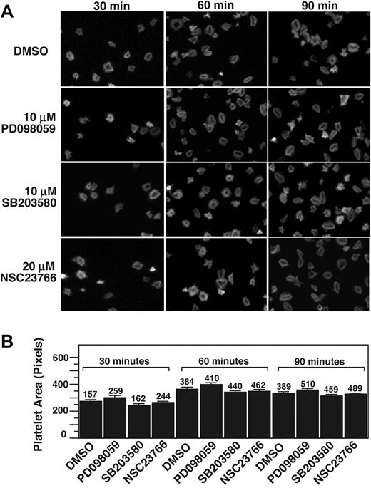 Figure 6. p38, MEK, and Rac1 inhibitors do not affect platelet spreading on fibrinogen. (A) Platelets were preincubated with either 10 μM SB203580, 10 μM PD98059, 20 μM rac 1 inhibitor, NSC23766, or DMSO for 30 minutes at 25°C. Platelets were allowed to spread on fibrinogen-coated slides for 30, 60, and 90 minutes, and were fixed with paraformaldehyde to stop spreading. Platelets were subsequently labeled with FITC-conjugated phalloidin and photographed using a fluorescence microscope. (B) Quantification of area (pixel number) in 4 random fields (mean ± SE; platelet numbers are marked above each column). Statistical analysis performed using Student t test. At all 3 time points, no statistical significance between groups was found.