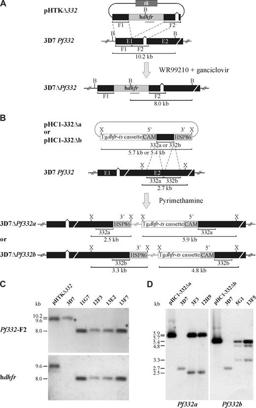 Figure 1. Pf332 transfection constructs and integration events. (A) Schematic representation of the pHTKΔ332 transfection plasmid and disruption of the Pf332 gene (3D7 Pf332) in P falciparum 3D7 parasites. The proposed model of the Pf332 gene locus disrupted by incorporation of the hdhfr resistance cassette in drug-resistant transgenic KO parasites is also shown (3D7ΔPf332). The position of relevant restriction enzyme sites for BamHI (B), the expected sizes of restriction fragments, and the position of the hdhfr probe (gray bar) are shown. (B) Schematic representation of the pHC1-332Δa and pHC1-332Δb transfection plasmids and the site of targeted disruption of the Pf332 gene (3D7 Pf332) in 3D7 parasites. The proposed models of integration of both plasmids into the Pf332 gene (3D7ΔPf332a/3D7ΔPf332b) are also shown. The position of relevant restriction enzyme sites for XbaI (X) and the expected sizes of restriction fragments are shown. (C) Southern blot analysis of BamHI-digested pHTKΔ332 and genomic DNA from 3D7 and the 4 3D7ΔPf332 KO clones: 11G7, 12F3, 13E2, and 13F7. Hybridization of the Pf332-F2 and hdhfr probes to digested DNA from all 3D7ΔPf332 parasite clones revealed restriction fragment sizes consistent with the disruption of Pf332 by double crossover homologous recombination and incorporation of the hdhfr drug resistance cassette. (D) Southern blot analysis of XbaI-digested pHC1-332Δa, pHC1-332Δb, and genomic DNA from 3D7 and the 3D7ΔPf332a (3F3 and 12H9) and 3D7ΔPf332b (5G1 and 13F5) clones. Hybridization of the Pf332a and Pf332b probes to digested DNA from the 3D7ΔPf332a and 3D7ΔPf332b clones, respectively, revealed restriction fragment sizes consistent with the disruption of Pf332 by single crossover homologous recombination and incorporation of the entire transfection plasmids.
