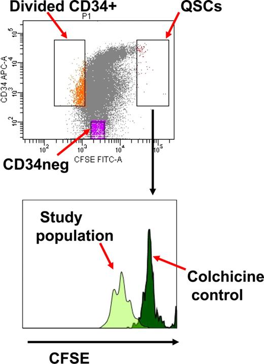 Figure 1. Isolation of quiescent noncycling CD34+ cells (QSCs) and cycling CD34+ and CD34− cells from bulk CML CD34+ cells after 4 days culture in serum-free media with 5 growth factors. The QSC gate is determined by the CFSE fluorescence of noncycling CD34+ cells following treatment with colchicine.
