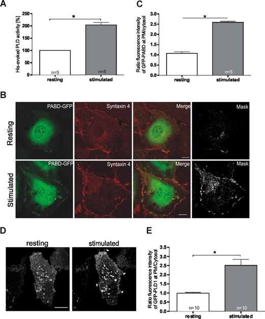 Figure 2. Cellular PLD activity and plasma membrane PA levels increase upon stimulation of endothelial secretion. (A) PLD activity in resting and histamine-stimulated HUVECs. After a 10-minute treatment with histamine-free or histamine-containing medium, cells were lysed and assayed for PLD activity. The effect on PLD activity was quantified in sets of independent experiments (number of experiments shown at the base of each column) and statistical significance (*P < .01) was calculated by unpaired Student t test. Bars represent mean plus or minus SEM. (B) PA generation at the plasma membrane (PM) in response to histamine-stimulation. HUVECs were transfected with the PABD of Raf1 fused to EGFP (PABD-GFP). Six hours after transfection, cells were incubated for 10 minutes with basal medium either without (top panels) or with (bottom panels) 100 μM histamine. Stimulation of exocytosis triggered the recruitment of a fraction of the PA sensor to the plasma membrane as visualized by costaining with syntaxin 4. In the mask images, only the double-labeled pixels are displayed, visualizing areas of colocalization of PABD-GFP with syntaxin 4. Bars represent 10 μm. (C) The fluorescence intensity of GFP-PABD at the PM relative to that in the cytosol was determined in 5 representative cells from independent experiments using the Zeiss LSM instrument software 3.2. Average fluorescence intensities were determined by randomly choosing areas of defined size covering the plasma membrane and a cytosolic region of identical size 5 μm away from the plasma membrane. Ratios of plasma membrane to cytosolic pixel fluorescence intensity were then calculated, and statistical significance (*P < .01) of the results was evaluated by unpaired Student t tests. Bars represent mean plus or minus the standard error of the mean. (D) Stimulation with histamine triggers a recruitment of PLD1 to the plasma membrane. HUVECs were transiently transfected with a PLD1-GFP expression plasmid. Six hours after transfection, cells were stimulated by addition of 100 μM histamine to the culture medium. Confocal images show a live cell before (resting) and 5 minutes after addition of histamine (stimulated). Note the plasma membrane localization in stimulated cells (arrowheads). Bar represents 10 μm. (E) The fluorescence intensity of GFP-PLD1 at the PM relative to that in the cytosol at 5 minutes after histamine stimulation was determined in 10 representative cells from independent experiments using the Zeiss LSM instrument software 3.2. Bars represent mean plus or minus SEM, and statistical significance (*P < .01) was calculated by unpaired Student t test.