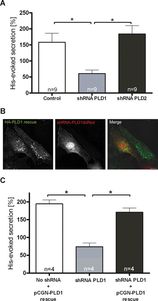 Figure 5. Depletion of endothelial PLD1, but not PLD2, interferes with histamine-evoked secretion of VWF. (A) Quantification of VWF secretion from histamine-stimulated HUVECs depleted for PLD1 or PLD2. Forty-eight hours after transfection with shRNA plasmids specific for PLD1 or PLD2 or a nontargeting shRNA control, HUVECs were subjected to histamine treatment for 20 minutes. The amount of VWF released into the cell culture supernatant was then determined as described in “Methods.” The effect on secretion was quantified in sets of 9 independent experiments, and 1-way ANOVA with unpaired Student t test was performed to evaluate statistical significance (*P < .01). Bars represent mean plus or minus SEM. (B,C) Expression of a shRNA-insensitive PLD1 construct restores secretory responsiveness. Twenty-four hours after transfection with shRNA plasmids targeted at PLD1, cells were transfected with a pCGN-PLD1 rescue plasmid expressing a wobble position-mutated HA-tagged PLD1 cDNA insensitive to PLD1 shRNA. Twenty-four hours after the second transfection, HUVECs were used in immunofluorescence experiments or stimulated for secretion. (B) HA-tagged PLD1 was labeled using mouse monoclonal anti-HA antibodies, and cells expressing the shRNA constructs were identified by expression of plasmid-encoded dsRed. Note that the PLD1 rescue construct is stable in the shRNA-expressing cell. Bar represents 10 μm. (C) Cells transfected with shRNA and rescue plasmids were subjected to histamine treatment, and the amount of VWF released into the cell culture supernatant was determined as described in “Methods.” The effect on secretion was quantified in sets of 4 independent experiments, and 1-way ANOVA with unpaired Student t test was performed to evaluate statistical significance (*P < .01). Bars represent mean plus or minus SEM. Note that histamine-evoked secretion of VWF is restored by coexpression of the pCGN-PLD1 rescue plasmid.