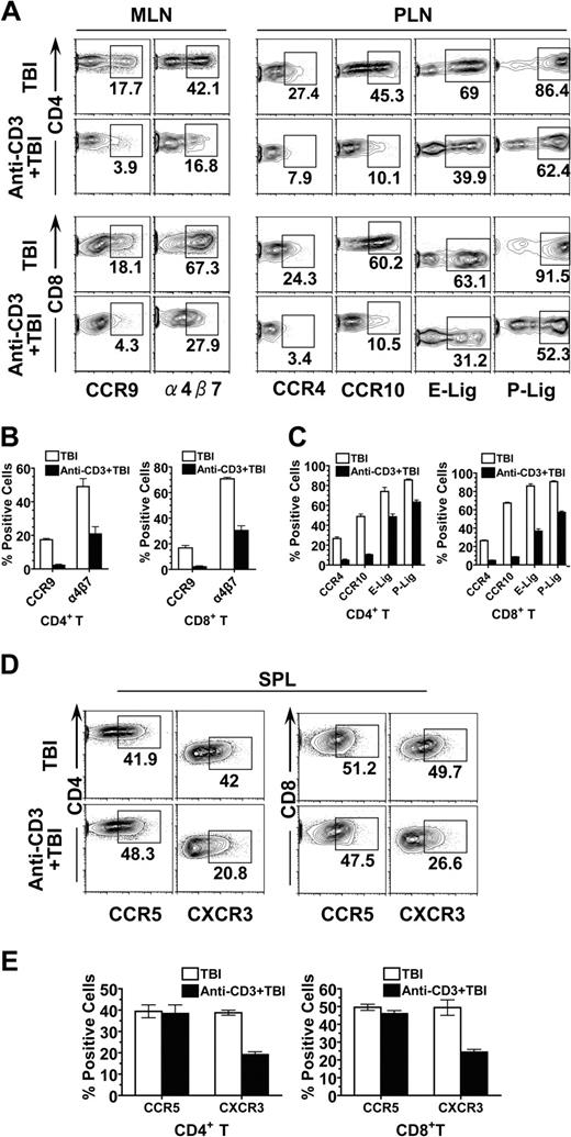 Figure 3. Anti-CD3 preconditioning inhibited donor T-cell expression of homing and chemokine receptors. Five days after HCT, donor T-cell expression of gut homing α4β7 receptor and CCR9 in MLNs, donor T-cell expression of skin homing E-Lig, P-Lig, CCR4, and CCR10 in PLNs, and donor T-cell expression of non–tissue-specific CCR5 and CXCR3 in spleen were compared. There were 4 recipients in each group. (A) A representative FACS pattern of CCR9 and α4β7 receptor by gated H-2b+CD4+ or H-2b+CD8+ donor T cells from MLN, as well as a representative FACS pattern of CCR4, CCR10, E-Lig, and P-Lig of donor CD4+ or CD8+ T cells from PLN. (B) Mean plus or minus SE of CCR9+ or α4β7+ cells among donor CD4+ or CD8+ T cells from MLN. (C) Mean plus or minus SE of CCR4+, CCR10+, E-Lig+, or P-Lig+ cells among donor CD4+ or CD8+ T cells from PLN. (D) A representative FACS pattern of CCR5 and CXCR3 by gated H-2b+CD4+ or H-2b+CD8+ donor T cells from spleen. (E) Mean plus or minus SE of CCR5+ or CXCR3+ cells among gated donor CD4+ or CD8+ T cells from spleen of 4 recipients.