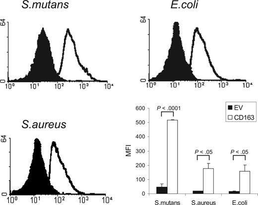 Figure 1. Binding of Gram-positive and Gram-negative bacteria to CD163-expressing CHO cells. FITC-labeled S mutans, S aureus, and E coli were incubated with CD163-expressing CHO cells or cells expressing empty vector (EV) and bacterial binding was assessed by flow cytometry as described in “Cell binding assays.” CD163-CHO cells (open histograms) show clearly increased bacterial binding as compared with CHO EV (filled histograms). The panel at bottom right shows the average mean fluorescence intensities (MFIs) plus or minus standard deviation of 3 independent experiments. Statistics: 2-tailed Student t test.