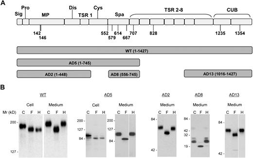 Figure 1. Expression of ADAMTS13 and its truncation variants in HEK 293T cells. (A) The predicted domain structure of ADAMTS13 (WT) and the range of amino acid sequences encompassed in the 5 truncated constructs (AD2, AD5, AD8, and AD13) used in this study. (B) Expressed ADAMTS13 and its truncation variants in either cell lysate (Cell) and/or concentrated culture medium (Medium) were digested with PNGase F (F) or endoglycosidase H (H) and analyzed by SDS-PAGE and immunoblotting with anti-V5. C indicates control proteins not digested with either enzyme. The numbers to the left of the gels indicate the position of molecular size markers in kilodaltons. The cell lysate data are not shown for AD2, AD8, and AD13. The space in AD5 and AD13 indicates repositioned gel lanes.