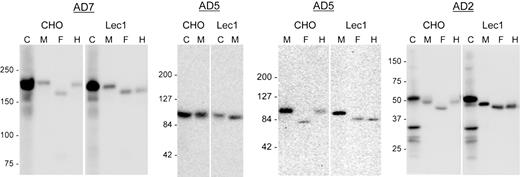Figure 3. Lec1 cells secreted ADAMTS13 proteins with oligomannose N-glycans. ADAMTS13 (WT) and its truncated variants, AD5 and AD2, were expressed in CHO or the Lec1 mutant cells (Lec1). Cell lysates (C) and serum-free culture media (M) were collected for SDS-PAGE and immunoblotting for V5 tag 72 hours after transfection. Each secreted protein was also digested with PNGase F (F) or endoglycosidase H (H) before analysis. The numbers to the left of each gel indicate the position of the molecular weight markers in kilodaltons. Smaller molecular weight bands in the cell lysates of WT and AD2 might have resulted from proteolysis of expressed protein.