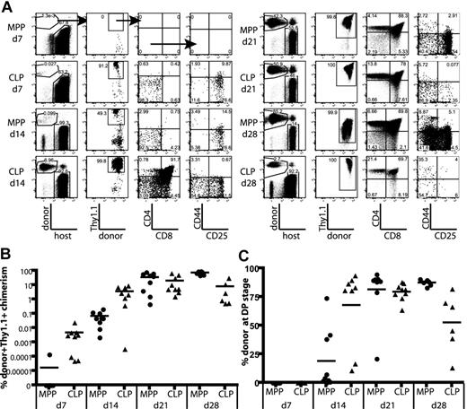 Figure 2. CLPs generate thymocytes with faster kinetics than MPPs. (A) MPPs and CLPs were sorted from the BM of CD45.1 mice as indicated in Figure 1C. BM equivalents (1.4 × 104 CLPs and 4 × 103 MPPs per mouse) were transplanted into sublethally irradiated CD45.2 mice along with syngeneic lineage-depleted BM (∼ 1.8 × 105 cells). Representative plots of recipient thymuses at the indicated time points are shown. Arrows in the top panels indicate gating hierarchy. CLP chimerism is evident at day 7, whereas MPP chimerism becomes apparent at day 14. Plots are representative of one of 3 mice in 1 of 3 experiments. For each thymus, 2.5 × 106 events were collected and displayed. In plots with rare events, pixel size has been increased to facilitate visualization. (B) Quantification of donor chimerism pooled from 3 time course experiments as in panel A. Each symbol represents the chimerism of 1 mouse (● indicates MPP recipient: ▲, CLP recipient); bars represent averages of each group. CLPs drive a wave of thymopoiesis that starts by day 7 and peaks at day 21, whereas MPP-derived thymopoiesis starts later and lasts longer. Positive donor gates were drawn using control mice, which were injected in parallel with only syngeneic BM, and the percentage of cells that fell into the donor Ly5+,Thy1.1+ gate of these control animals was zero. As determined by the Student t test, differences in chimerism between MPP and CLP were significant at days 7, 14, and 28 (P = .048, .022, and 10−4, respectively). (C) Faster development of CLP-derived thymocytes. The graph shows the percentage of donor thymocytes in each recipient that have reached the CD4+CD8+ (DP) stage of development. By day 14, an average of 68% of the CLP-derived thymocytes had reached the DP stage, compared with only 19% of the MPP-derived cells. The decrease in the percentage of CLP-derived DP thymocytes at day 28, relative to MPP, reflects their further maturation to the CD4+ and CD8+ SP stages, as seen in panel A. As determined by the Student t test, differences in DP chimerism were significant at days 14 and 28 (P = .006 and .018, respectively).