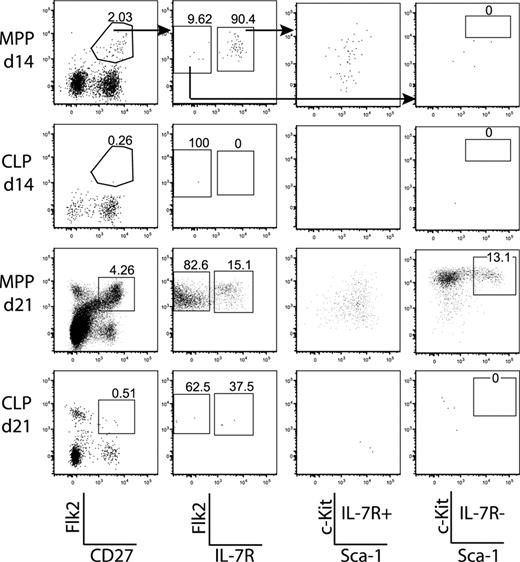 Figure 3. MPPs seed the BM and give rise to CLPs. BM from femurs of the MPP and CLP recipients in the time courses (Figure 2) were pooled and stained to reveal donor chimerism and populations. Plots are from 1 time course experiment and are representative of 2 experiments. A total of 2.5 × 106 events were collected from each sample. Arrows in the top panels indicate gating hierarchy. The far left plots are gated on donor-derived cells, and the various numbers of events in each plot reflect variable donor chimerism. Whereas CLPs do not self-renew appreciably, MPPs do give rise to more Flk2+CD27+ cells, including both MPPs and CLPs.
