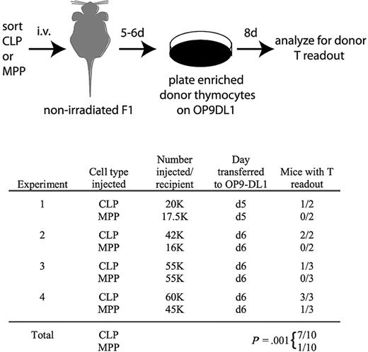 Figure 5. Thymocytes are readily detectable in nonirradiated recipients 5 and 6 days after transplantation of CLPs but not MPPs. As schematized, CLPs or MPPs from CD45.2, Thy1.2 mice were injected into unirradiated F1 recipients (CD45.1, Thy1.1xCD45.2, Thy1.2). Five or 6 days after transplantation, as indicated, thymuses were removed and donor cells, which were not detectable over background by flow cytometry, were enriched as described in “OP9-DL1 culture,” and then cultured on OP9-DL1 stroma in the presence of 5 ng/mL of IL-7 and Flt3L for 8 days. Cultures were then analyzed for donor chimerism by flow cytometry of the entire culture (CD45.2+CD45.1−Thy1.2+Thy1.1− cells). As shown in the table, 7 of 10 CLP recipient thymuses contained donor thymocytes that were detected in this assay, whereas only 1 of 10 MPP recipients had detectable donor thymocytes. Readouts were considered positive if the number of cells in the donor gate exceeded the number obtained from the uninjected control mouse in the same experiment. Readouts from the uninjected control ranged from 0 to 36 cells, whereas positive readouts ranged from 300 to 51 000 cells. The statistical significance of the different readouts between CLPs and MPPs was calculated using the Fisher exact test.
