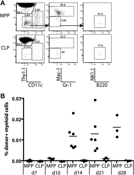 Figure 6. Only MPPs yield myeloid thymic lineages, whereas CLPs generate lymphoid cells in the thymus. MPPs and CLPs were transferred into sublethally irradiated recipients as in Figure 2. At the indicated times, recipient thymuses were analyzed for donor-derived lineages. (A) Lineages of gated donor thymocytes 14 days after transplantation. Arrows in the top plots indicate gating hierarchy. The left column shows dendritic cells (CD11c+) versus T-committed progeny (Thy1.1+). The middle plots are gated to display myeloid progeny (Mac-1/Gr-1+), and the right plots show B220+ B cells. (B) The percentage of donor myeloid cells was computed as the percentage of total live cells that were CD45.1+Thy1.1−CD11c−Mac-1+. Data are taken from 2 of the time course experiments in Figure 2. Each symbol represents 1 mouse. Thymic myeloid chimerism is apparent from MPPs but not from CLPs over the time course analyzed. As determined by the Student t test, differences in myeloid chimerism were significant at days 14, 21, and 28 (P = .012, .007, and .023, respectively).