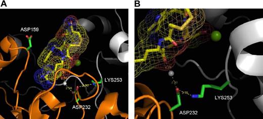 Figure 7. X-ray crystal structure of eptifibatide bound to human αIIbβ3. Crystal structure is based on published data of eptifibatide docked into the ligand pocket of the extracellular head of human αIIbβ3.16 In both panels, the eptifibatide molecule is shown in yellow. The white sphere represents crystal water; green sphere, magnesium ion. (A) This image focuses on Asp159 and shows no direct interaction with the eptifibatide. (B) This image focuses on Asp232 and shows that its interaction with eptifibatide is through a water molecule.