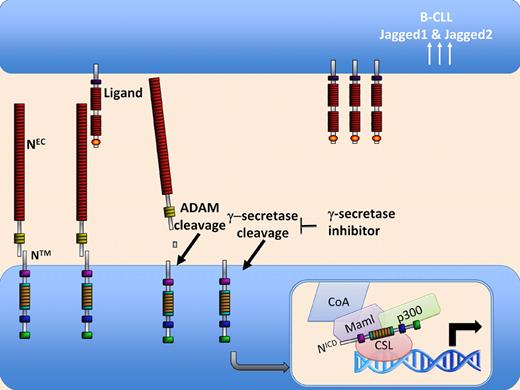 Notch signaling is initiated by interaction of NEC with ligand on a neighboring cell. This results in cleavage of NTM by ADAM protease followed quickly by γ-secretase cleavage, allowing the release and translocation of intracellular Notch to the nucleus. Rosati et al suggest that, in B-CLL cells, increased levels of the ligands Jagged1 and Jagged2 lead to increased Notch signaling, resulting in enhanced survival of these cells.