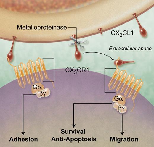 Functions of CX3CL1 (Fractalkine) contributing to atherogenesis. Membrane-bound CX3CL1 enables the integrin-independent capture and firm adhesion of leukocytes via the Gαi coupled receptor CX3CR1. Under inflammatory conditions, cleavage of cell-surface CX3CL1 by metalloproteinases generates a soluble chemokine, which binds CX3CR1 on nearby cells and, via signaling intermediates, can induce cell chemotaxis and survival. Thus, CX3CL1 can have multiple roles in all stages of atherogenesis, including the recruitment, retention, and survival of monocytes in early atherosclerotic lesions as well as foam cell persistence in more advanced plaques. Professional illustration by A. Y. Chen.