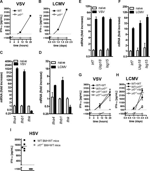 Figure 1. Systemic interferon is produced by hematopoietic cells. (A) Irf7−/− mice and WT mice were infected with VSV. IFN-α serum levels are shown (n = 2). (B) Irf7−/− mice and WT mice were infected with LCMV. IFN-α serum levels are shown (n = 2). (C) WT mice were infected with VSV. After 10 hours, IFNa4, IFNb, and IFNk transcript levels were quantitated by RT-PCR (n = 3). (D) WT mice were infected with LCMV. After 10 hours, IFNa4, IFNb, and IFNk transcript levels were assessed by RT-PCR (n = 3). (E) WT mice were infected with VSV. After 10 hours, IRF7, USP18, and ISG15 transcript levels were assessed in the spleen by RT-PCR (n = 3). (F) WT mice were infected with LCMV. After 10 hours, IRF7, USP18, and ISG15 transcript levels were assessed in the spleen by RT-PCR (n = 3). (G-I) Bone marrow (BM) chimeras (WT-BM > WT, WT-BM > irf7−/−, irf7−/−-BM > WT and irf7−/−-BM > irf7−/− as described in “Methods”) were infected with VSV, n = 3-4 (G), LCMV, n = 4, (H), or HSV, n = 5 (I). IFN-α was measured in the serum.