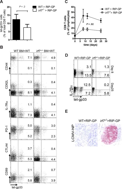 Figure 4. Hematopoietic cell–derived interferon influenced CD8 T-cell expansion. Bone marrow chimeras (WT-BM > RIP-GP, irf7−/−-BM > RIP-GP) were infected with 200 PFU LCMV-WE. (A) Frequencies of LCMV-specific CD8+ T cells were analyzed on day 8 in the blood (n = 4-5). (B) Splenic CD8+ T cells were analyzed for tet-gp33+ cells (LCMV-specific cells) and phenotype. One representative dot plot is shown. Cells are gated on CD8+ T cells. (C) Expansion of total CD8+ T cells was analyzed in the blood using tetramers (n = 4-5). (D) Expression of IL-7Rα on tet-gp33 positive cells was analyzed in blood-derived CD8+ T cells. One of 4 or 5 representative stainings is shown. (E) On day 30, pancreatic islet cells were analyzed for replication of LCMV within the islets. One of 3 representative slides is shown.
