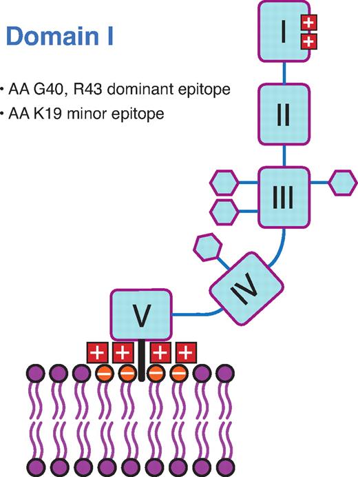 Figure 2. The β2GPI B-cell epitope in patients with APS is on domain I of the molecule. AA indicates amino acids; G40, glycine at position 40; R43, arginine at position 43; K19, lysine at position 19; I-V, domains I through to V. From Passam and Krilis108 with permission.