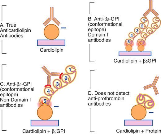 Figure 4. Schematic representation of the cardiolipin ELISA, which detects a number of antibody specificities, including β2GPI. From Passam and Krilis108 with permission.