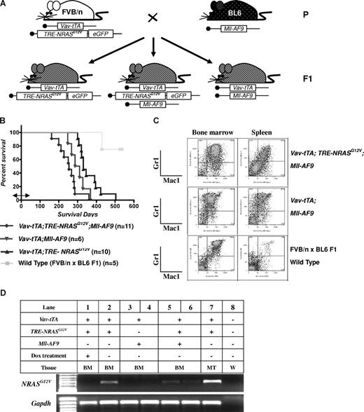 Figure 1. AML is induced by the combination of NRASG12V and Mll-AF9. (A) Breeding scheme for generating experimental animals. Boxes indicate transgenes present. (B) Kaplan-Meier survival curve. Vav-tTA; TRE-NRASG12V; Mll-AF9 triply transgenic (TRM-transgenic) and Vav-tTA; Mll-AF9 doubly transgenic (TM-transgenic) mice developed AML and died significantly earlier than Vav-tTA; TRE-NRASG12V doubly transgenic (TR-transgenic) mice (P < .05). The TRM-transgenic mice showed a trend of decreased latency for AML compared with those carrying the TM transgene (P = .072). Bidirectional arrow indicates the prenatal period of Dox treatment. (C) Immunophenotypes of BM and spleen cells in AML mice. Mac1 and Gr1 double-positive cells are greater than those of FBV/n × C57BL/6J F1 mice. (D) NRASG12V transcription is repressed by Dox treatment. Vav-tTA-driven TRE-NRASG12V expression is found in all Vav-tTA; TRE-NRASG12V cotransgenic BM cells with or without Mll-AF9 transgene and mastocytosis tumor cells (lanes 2, 5, 6, and 7). The NRASG12V expression is completely repressed by Dox treatment (lane 1). GAPDH is used as a loading control. No RT-PCR products were found in the same procedures without reverse transcriptase (data not shown). The genotypes and cell types along with numbers indicate the transgenic cells used for mRNA preparations. BM indicates bone marrow; MT, mastocytosis tumor; and W, water control.