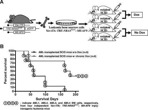 Figure 2. NRASG12V expression is required for AML persistence. (A) Transplantation of AML BM cells via intravenous injection. Half of the transplanted SCID mice were continuously treated with Dox. (B) Kaplan-Meier survival curve in mice with or without Dox treatment. Chronic Dox treatment significantly delays or suppresses the establishment of AML in SCID mice after transplantation of the BM cells from triply transgenic mice with AML (P = .012). The numbers in circles represent each of the 4 independent AML BM cells (AML1, 2, 3, and 4) transplanted into SCID mice.