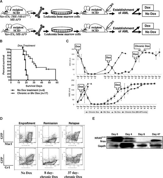 Figure 3. Conditional repression of NRASG12V expression after the establishment of AML results in remission, prolong survival, and relapse. (A) Serial transplantation of previously engrafted AML BM cells into secondary recipient SCID mice. The secondary recipient SCID mice were treated with Dox either chronically or for 6 hours at a time after the establishment of full-blown AML. (B) Kaplan-Meier survival curve of all AML2 and AML4 transplantations shows that both chronic and temporary Dox treatments significantly increase the survival time compared with those transplanted mice not treated with Dox after the establishment of AML (P < .001). The arrow indicates the time that chronic or 6-hour Dox treatment started. (C) WBC concentration in the peripheral blood of the secondary recipient SCID mice that were transplanted with AML2 BM cells from TRM-transgenic mice. The first Dox in the arrowed square means the start of chronic and temporary (6-hour) Dox treatments. Other Dox in the arrowed squares indicated the repeated 6-hour Dox treatment. Chronic Dox in the top panel means the continuous Dox treatment instead of the 6-hour Dox treatment was started at this time point. In the top panel, n = 4 were treated with chronic and n = 3 with 6-hour Dox. In the bottom panel, n = 2 were treated with chronic, n = 2 with 6-hour, n = 4 with no, and n = 3 (Mll-AF9 only) with chronic Dox. Narrow bars show standard deviations for WBC concentration at each measurement. (D) Flow cytometry of spleen cells from the engraftment, remission, and relapse in secondary recipient SCID mice. The spleen of engrafted mice contains greater than 50% of myeloid (Mac1/Gr1+) lineage. After 8 days of chronic Dox treatment, most GFP-positive cells are eliminated. However, after relapse, the spleen contains more than 70% GFP/Mac1 or GFP/Gr1 double-positive cells. (E) Western blot analysis for transgenic NRASG12V and endogenous Nras proteins. Due to the EE tag at the N terminus of NRASG12V, the molecular weight of NRASG12V is approximately 1 kDa larger than endogenous Nras. Both NRASG12V and endogenous Nras proteins are decreased at day 4 and not detected at day 8 after chronic Dox treatment. GAPDH is used as a loading control.