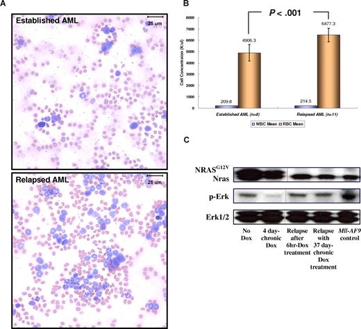 Figure 5. Relapsed NRASG12V-independent MPD-like AML has become less myelosuppressive and more differentiated. (A) Modified Wright-Giemsa staining of peripheral blood shows more differentiated myeloid lineage cells in the relapsed disease. In the blood smear from a mouse with established AML, more than 80% of WBCs have undifferentiated blast morphology. In the blood smear from the same mouse with relapsed MPD-like AML after Dox treatment, most cells are differentiated granulocytes (neutrophils, eosinophils) and less than 20% are undifferentiated blasts. Images taken at ×1000 magnification. Bars represent 25 μm. (B) For 0 through 6 days during which the WBC concentration reaches 200 K/μL or more, the RBC concentration in the relapsed MPD-like AML mice is significantly higher than in the mice harboring AML expressing NRASG12V (P < .001). Narrow bars indicate standard deviations. (C) Western blot analysis shows that the Ras/Erk pathway is inactivated with Dox treatment during AML regression, but is reactivated in the NRASG12V-independent relapsed MPD-like AML. The NRASG12V protein is not detected in Dox-resistant relapsed MPD-like AML. The Erk1/2 proteins acted as loading controls. Vertical lines have been inserted to indicate a repositioned gel line.