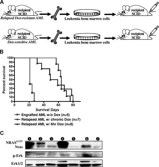 Figure 6. Relapsed MPD-like AML is transplantable but requires a longer latency for disease induction. (A) BM cells from secondary recipient mice with MPD-like AML (after chronic or temporary Dox treatment) were transplanted into tertiary recipient SCID mice. As a control, BM cells from previously transplanted AML (not treated with Dox) were intravenously injected into control SCID mice. (B) Kaplan-Meier survival curve shows that the SCID recipients of BM from relapsed MPD-like AML cases have significantly longer survival time in comparison with those mice transplanted with AML that were never treated with Dox (P < .001). (C) Western blot analysis of spleen cells shows that the NRASG12V transgene is expressed again in the engrafted AML after BM transplantation with the relapsed MPD-like AML that has been treated with Dox for 6 hours, but not with chronic Dox treatment. Circled numbers over each lane indicate each protein sample from tertiary recipient mice with (1) AML engraft without Dox treatment; (2) AML regression after 4-day Dox treatment; (3) AML relapse after 6-hour Dox treatment; (4) AML engraft without Dox treatment after relapsed AML (with 6-hour DOX) transplantation; (5) AML relapse with chronic Dox treatment; (6) AML engraft after relapsed AML (with chronic Dox) transplantation; and (7) TM-transgenic AML.