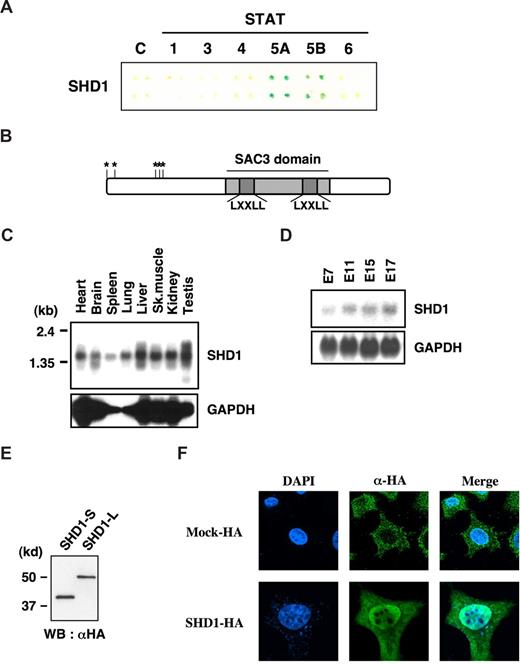 Figure 1. Cloning and characterization of SHD1. (A) Interaction of SHD1 and STATs by 2-hybrid assay. C-terminal truncated forms of various STATs were subcloned into pAS2-1 vector and examined for the interaction with SHD1. The interaction was verified by the β-gal assay. (B) Schematic structure of SHD1. Asterisks denote potential start codons. Dark gray areas indicate 2 LXXLL motifs. An area with oblique lines is SAC3-homology domain. (C,D) Expression of SHD1 in a variety of mouse tissues (C) and embryos (D). Sk muscle indicates skeletal muscle. (E) SHD1-L and SHD1-S proteins expressed in 293T cells. Cell lysates were resolved by SDS-PAGE and Western blot was performed with anti-HA antibody. (F) Intracellular localization of SHD1 by immunostaining. A vector expressing SHD1-HA or a mock-HA vector was transfected into Hela cells and immunostained with anti-HA antibody. Original magnification: ×600.