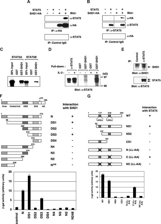 Figure 2. Interaction of SHD1 and STAT5. (A,B) In vivo binding of SHD1 and STAT5. Plasmids expressing HA-tagged SHD1 and STAT5A were transfected into 293T cells, and the cell lysates were immunoprecipitated with either anti-HA (A) or anti-STAT5 (B) antibodies. The precipitated proteins were detected by Western blotting using the same sets of antibodies. (C) The in vitro binding of purified SHD1 and in vitro–translated STAT5. In vitro–translated STAT5A or STAT5B labeled with 35S-methionine was mixed with GST-SHD1 in binding buffer, and pulled down with glutathione sepharose beads. The pulled down proteins were separated on SDS-PAGE gel, which was dried and exposed on x-ray film. (D) GST or GST-SHD1 protein was mixed with the lysates of starved BaF3 cells or cells stimulated with IL-3 (25 U/mL) for 10 minutes, and pulled down with glutathione sepharose beads. Immunoprecipitation using anti-STAT5 antibody was performed as a control. The precipitated proteins were analyzed by SDS-PAGE and Western blotting using anti-STAT5 antibody. (E) Association of endogenous SHD1 and STAT5. STAT5 was immunoprecipitated from the nuclear extracts of BaF3 cells using anti-STAT5 antibody or control IgG. The precipitated proteins were analyzed by SDS-PAGE and Western blotting using anti-SHD1 or anti-STAT5 antibody. (F) Analysis of SHD1-interacting domain in STAT5B. A variety of deletion mutants of STAT5B were assessed for their ability to interact with SHD1 by yeast 2-hybrid assay. The numbers denote the position of the amino acids of STAT5B. The interaction is presented as the β-gal activity. N-ter indicates N-terminus; DBD, DNA-binding domain; SH2, Src-homology 2 domain; and AD, activation domain. (G) An analysis of STAT5 interacting domain in SHD1. Various mutants of SHD1-S were assessed for their ability to interact with STAT5B by yeast 2-hybrid assay similarly as in panel F. Numbers denote the position of amino acids of SHD1-S. In (LL-AA) mutants, LXXLL motif was mutated to LXXAA.