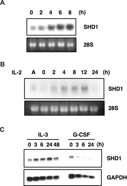 Figure 3. SHD1 is induced by STAT5-activating cytokines. (A) BaF3/EpoR cells were starved overnight, and then stimulated with 10 U/mL Epo for the indicated times. The expression of SHD1 was analyzed by Northern blotting. (B) Murine splenic T cells were expanded as described in “T-cell proliferation and stimulation assays.” The cells were starved, and then stimulated with IL-2 (100 U/mL) for the indicated times. A indicates asynchronously growing cells. (C) 32D cells growing in the media containing IL-3 were washed with PBS, and immediately transferred into the media containing 10 ng/mL IL-3 or 50 ng/mL G-CSF. The cells were harvested at the indicated time points, and the expression of SHD1 was analyzed by Northern blotting.