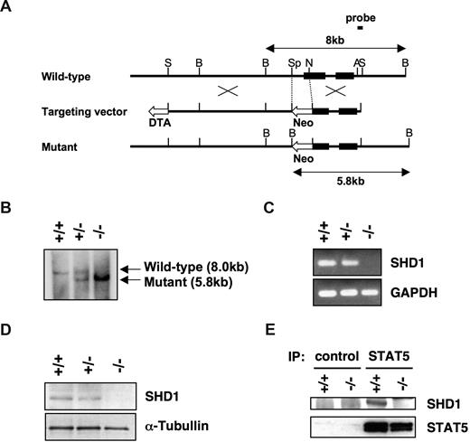 Figure 5. Generation of SHD1-deficient mice. (A) Structure of the targeting vector and the targeting strategy. The filled boxes represent exons. The targeting vector was designed to replace SpeI-NotI fragment containing the proximal promoter and the 5′-portion of exon 1 with neomycin resistance cassette. This removes all 5 potential translational start sites in exon 1. Neo indicates neomycin resistance cassette; DTA, diphtheria toxin A; S, SalI; B, BamHI; Sp, SpeI; N, NotI; and A, ApaI. (B) Southern blot analysis of BamHI-digested genomic DNA from wild-type (+/+), heterozygous (+/−), or homozygous (−/−) mice. The wild-type (8.0 kb) and the mutant (5.8 kb) bands are indicated by arrows. (C) The expression of SHD1 in mutant mice. Total RNA was extracted from splenocytes of mutant mice, and the expression of SHD1 was analyzed by RT-PCR. GAPDH is shown as a control. (D) The absence of SHD1 protein in SHD1-deficient mice. The nuclear extracts of thymocytes from the mutant mice were subjected to a Western blot analysis using anti-SHD1 antibody. α-Tubulin was probed to indicate equal loading of the protein extracts. (E) Association of SHD1 and STAT5 in wild-type (+/+) and mutant (−/−) mast cells. STAT5 was immunoprecipitated from the nuclear extracts with anti-STAT5 antibody or control IgG. The precipitated proteins were analyzed by SDS-PAGE and Western blotting using anti-SHD1 or anti-STAT5 antibody.