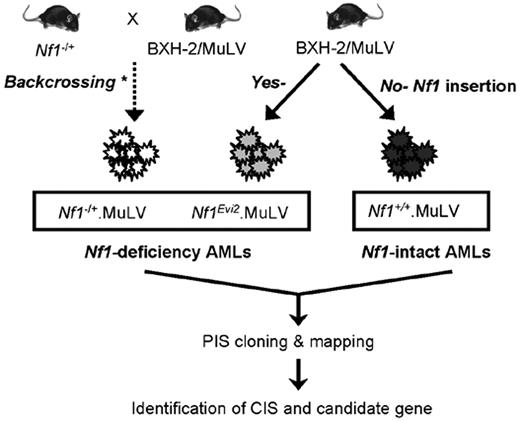 Figure 1. Strategy for collection of leukemia with intact or deficient Nf1 gene for this study. Nf1+/+. MuLV indicates MuLV-infected Nf1-intact leukemia; Nf1−/+.MuLV, MuLV-infected leukemia with engineered null Nf1 allele. Nf1Evi2.MuLV, MuLV-infected leukemia with Nf1 disruption by proviral insertion into Nf1. * indicates that the leukemias were produced previously by the laboratory of Dr Camy I. Brannan (deceased) through multiple rounds of backcrossing Nf1-null mice onto the BXH-2 strain of mice.12,29 PIS indicates proviral insertion site; and CIS, common proviral insertion site.