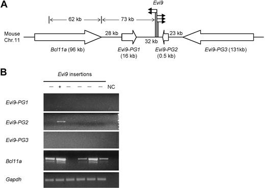 Figure 2. Analysis of Bcl11a-targeting CIS. (A) The schematic representation of the CIS-targeting Bcl11a. The solid arrows indicate the relative position and orientation of isolated proviral insertions at Evi9; the open arrows indicate the relative position and transcriptional orientation of Bcl11a and 3 other predicted genes; bracketed numbers, size (in kb) of genes. (B) Expression in BXH-2 leukemia of Bcl11a and 3 other predicted genes nearby Evi9 locus (Evi9-PG1, Evi9-PG2, and Evi9-PG3) was detected by RT-PCR using gene-specific primers. The lanes marked “−” indicate AML samples with no Evi9 insertions; the lane marked “+” indicates 1 of the 5 AML samples with Evi9 insertions. Gapdh was used as a loading control. NC indicates water in place of cDNA as the template for PCR was set up as negative controls.