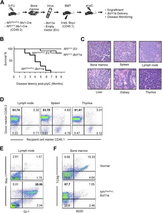 Figure 3. Examination of oncogenic effect of Bcl11a overexpression using the BMTT assay in mice. (A) The BMTT scheme used in this study. (B) Survival analysis on the BMTT-recipient mice, which received Bcl11a- or empty vector (used as a negative control)–transduced Nf1-intact (“Nf1(+/+).EV” and “Nf1(+/+). Bcl11a”) or Nf1-deficient bone marrow cells (“Nf1(Flox/Fcr).EV” and “Nf1(Flox/Fcr).Bcl11a”). (C) Histopathologic examination of the Bcl11a-induced leukemia in the recipient mice. Hematoxylin and eosin staining. Representative images with magnification of 60-fold are shown here. Bars represent 25 μm. Slides were viewed with a Nikon Eclipse E600 bright light microscope (Nikon, Tokyo, Japan) using a Nikon Plan Fluor 40×/0.75 objective lens. Images were acquired using a Spot Insight digital camera (model 14.2, Color Mosaic; Diagnostic Instruments, Sterling Heights, MI), and were processed with Spotsoftware Advanced (version 4.6 for Windows; Diagnostic Instruments) and Adobe Photoshop version 7.0 software (Adobe Systems, San Jose, CA). (D) Determination of donor origin of the Bcl11a-induced leukemia developing in the BMTT-recipient mice. Antibodies staining for CD45.1 or CD45.2 cell-surface molecules were used. (E,F) Determination of cell-lineage origin of the Bcl11a leukemia developed in the BMTT-recipient mice. Antibodies against Mac-1, Gr-1, B220, or TCR-β were used to stain lymph nodes and bone marrows harvested from either healthy C57BL/6J mice or mice transplanted with Bcl11a-transduced Nf1-deficient bone marrow cells to collect evidence for acute myeloid leukemia (E) or T-cell acute lymphoid leukemia (F).