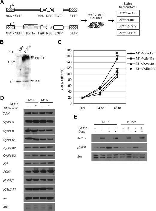 Figure 4. Bcl11a promotes expansion of an Nf1-deficient hematopoietic cell line and p21Cip1 down-regulation. (A) Scheme for generating Nf1(+/+) or Nf1(−/−) cell lines stably transduced with Bcl11a-expressing retroviral construct (Nf1+/+.Bcl11a and Nf1−/−.Bcl11a) or with empty vector (Nf1+/+.vector and Nf1−/−.vector) as negative controls. His6 indicates the protein tag of 6 repeats of histidine. (B) Verification of the Bcl11a-expressing vector by transient transfection of 293T cells followed by Western blotting assay. Anti-His antibody was used. The double arrows indicate the signal for Bcl11a. The single arrow indicates a nonspecific (n.s.) signal. (C) Cumulative growth of the stable Bcl11a- or vector-transduced Nf1(+/+) or Nf1(−/−) cells. (D) The abundance of cell-cycle regulatory proteins in stable Bcl11a or vector transductants. (E) p21Cip1 protein level was determined in stable Bcl11a or vector transductants after doxorubicin treatment (Doxo) for 16 hours. Representative results from 3 independent experiments were shown here.