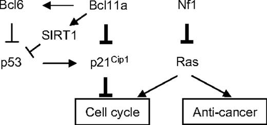 Figure 6. The model for cooperative oncogenesis between Bcl11a and Nf1 deficiency. The thickened lines indicate the major linkage of Bcl11a-Nf1 loss cooperation to leukemogenesis that was identified in this study. The arrows indicate a stimulatory relationship; perpendicular lines, suppression. One major function of Nf1 is to negatively regulate Ras activity, and Nf1 deficiency leads to hyperactivation of Ras.66,67 Ras activation alone can trigger cell growth arrest and senescence.49 However, this effect may be attenuated by an increase in Bcl11a signal, which results in suppression of p21Cip1 induction and, consequently, release of its control over cell- cycle progression, as discovered in this study. Bcl11a may directly repress Cdkn1a transcription or indirectly through p53 mediated by BCL636,68 or SIRT1.64,65,69
