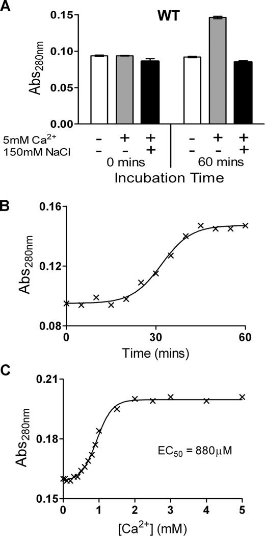 Figure 2. Ca2+ causes a change in absorbance of ADAMTS13, but only in low-ionic-strength conditions. (A) The Abs280 (± SD) of 1 μM of purified ADAMTS13 in 20 mM Tris-HCl (pH 7.8) with or without 10 mM CaCl2, and with or without 150 mM NaCl, was measured at 0 minutes and 60 minutes after the addition of CaCl2 and/or NaCl. (B) Change in Abs280 of 1 μM ADAMTS13 in 20 mM Tris-HCl (pH 7.8) and 10 mM CaCl2 over 60 minutes. (C) Change in Abs280 of 1 μM ADAMTS13 in 20 mM Tris-HCl (pH 7.8) preincubated for 1 hour with 0 to 5 mM CaCl2. From these data, the EC50 was derived.