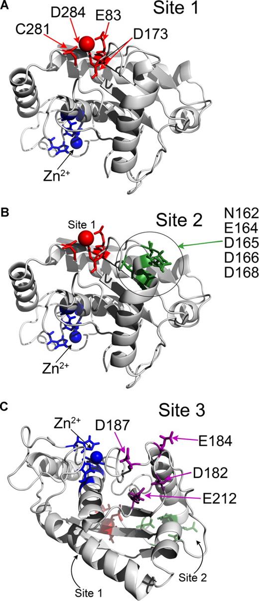 Figure 3. Identification of putative Ca2+-binding sites in ADAMTS13 metalloprotease domain by homology modeling. (A-C) The ADAMTS13 metalloprotease domain was homology-modeled using the crystal structure of adamalysin II (1IAG). Structures are depicted in cartoon format. Zn2+ ion and 3 active-site His residues are shown in blue. (A) Site 1 predicted to involve E83, D173, C281, and D284 is shown in red. Ca2+ ion also present in adamalysin II crystal structure in a homologous site is shown as a red sphere. (B) Putative Site 2 is in proximity to Site 1 (shown in red) and may involve residues N162, E164, D165, D166, and D168, which are highlighted in green. (C) Putative Site 3 is located on the opposite side of the metalloprotease domain to Site 1 and Site 2 (shown in red and green, respectively) and lies adjacent to the active-site cleft. Site 3 may involve residues D182, E184, D187, and E212, which are shown in purple.