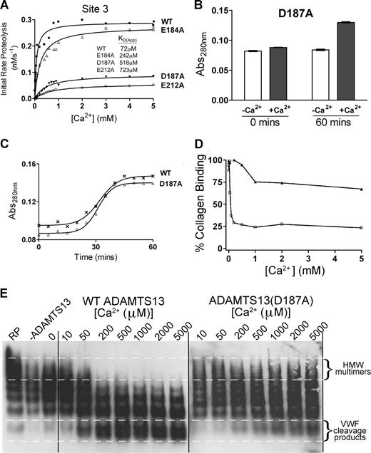Figure 6. Site 3 is a high-affinity functional Ca2+-binding site and is critical for ADAMTS13 activity. (A) Analysis of putative Site 3 mutants. 1 nM transiently expressed ADAMTS13 (WT), E184A, D187A, or E212A Site 3 mutants in 150 mM NaCl and 20 mM Tris-HCl (pH 7.8) were preincubated with 0 to 5 mM CaCl2 for 60 minutes at 37°C before addition of 1.6 μM VWF115 substrate. After 10 minutes, reactions were stopped with EDTA and VWF115 cleavage was quantified by HPLC, from which initial rates of substrate proteolysis were determined. Initial rates are plotted as a function of Ca2+ concentration, from which the KD(app) was derived. (B) The Abs280 (± SD) of 1 μM purified ADAMTS13 D187A mutant in 20 mM Tris-HCl (pH 7.8) in the absence (□) or presence (■) of 10 mM CaCl2 was measured at 0 minutes and 60 minutes after the addition of CaCl2. (C) Change in Abs280 of 1 μM purified ADAMTS13 (WT) or D187A mutant in 20 mM Tris-HCl (pH 7.8) and 10 mM CaCl2 over 60 minutes. (D,E) Plasma-derived purified full-length VWF was pretreated with 1.5 M guanidine-HCl to denature the protein and then added to a preincubating mixture of 5 nM wild-type or D187A mutant, 150 mM NaCl, 20 mM Tris-HCl (pH 7.8), and varying CaCl2 concentrations between 0 and 5 mM. The reaction was incubated at 37°C for 60 minutes before quenching with EDTA. Samples were analyzed by collagen-binding assay to assess the ability of the remaining VWF in the sample to bind human collagen type III (D). Samples were also run on a 1.4% agarose gel with subsequent Western blotting to detect VWF multimeric composition (E).
