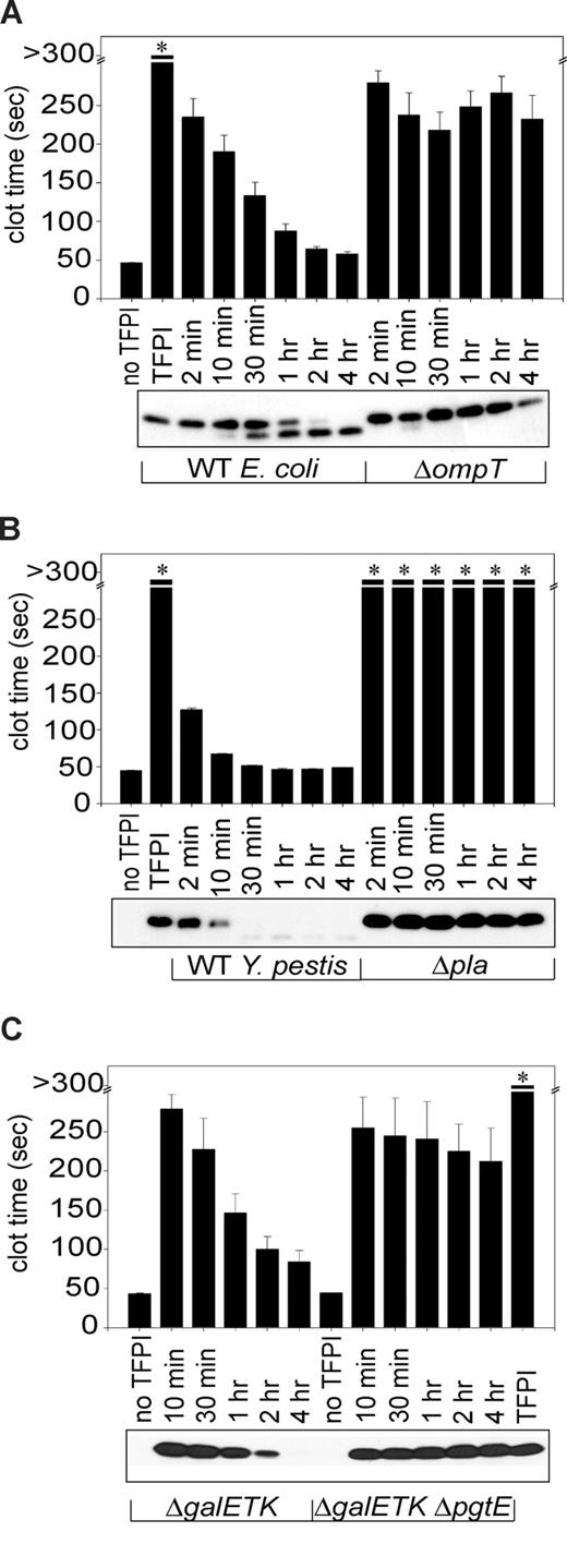 Figure 2. Omptin gene deletion prevents E coli and S Typhimurium from inactivating TFPI. Incubation of TFPI with omptin-positive bacterial strains resulted in time-dependent reductions of clotting times (bar graphs), which coincided with reductions in band intensity of full-length TFPI on Western blots (photographs). TFPI (1 μg/mL) was incubated with (A) E coli MC4100 or ΔompT (107 cfu/mL) or (B) Y pestis KIM5 or Δpla (108 cfu/mL) in HBS at room temperature for varying times, then tested in clotting assays. Parallel samples were subjected to Western blot analysis and detected with an anti-TFPI monoclonal antibody reactive with the Kunitz-2 domain. (C) This procedure was repeated using S Typhimurium ΔgalETK or ΔgalETK ΔpgtE (109 cfu/mL) and 3 μg/mL TFPI (3 μg/mL) and an anti-TFPI monoclonal antibody reactive with the Kunitz-1 domain. Samples that did not clot by 300 seconds are indicated by an asterisk. Clotting data are mean plus SEM (n = 3).